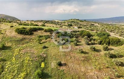 *Manisa Şehzadeler Sancaklıkayadibinde Fırsat Zeytinli Tarla*