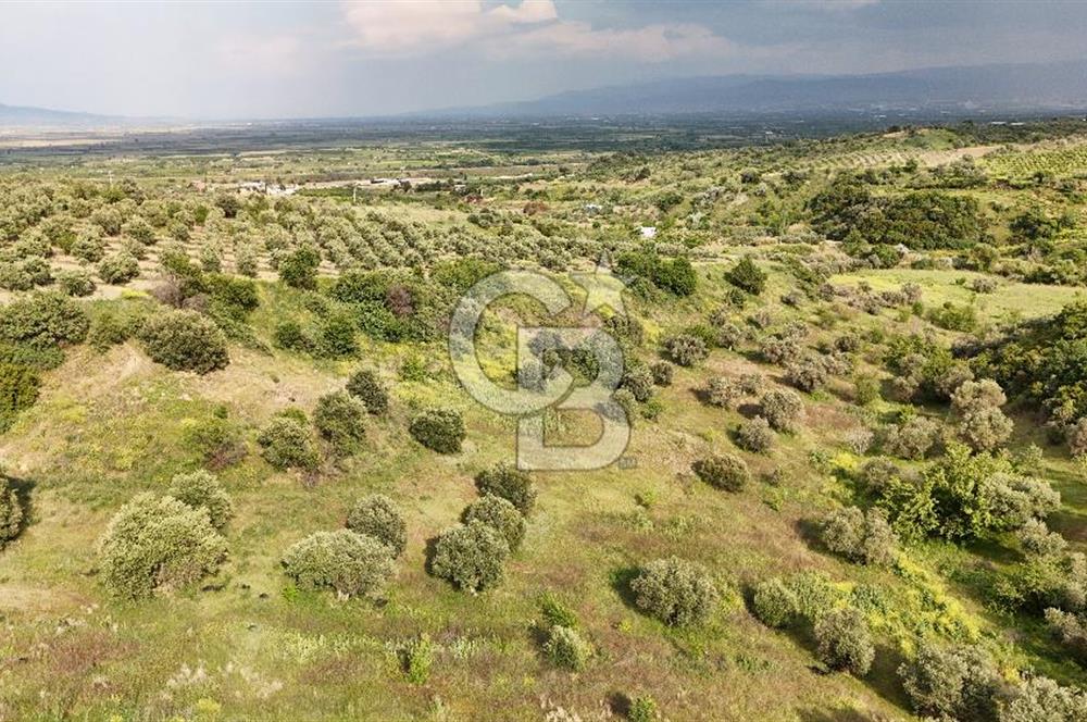*Manisa Şehzadeler Sancaklıkayadibinde Fırsat Zeytinli Tarla*