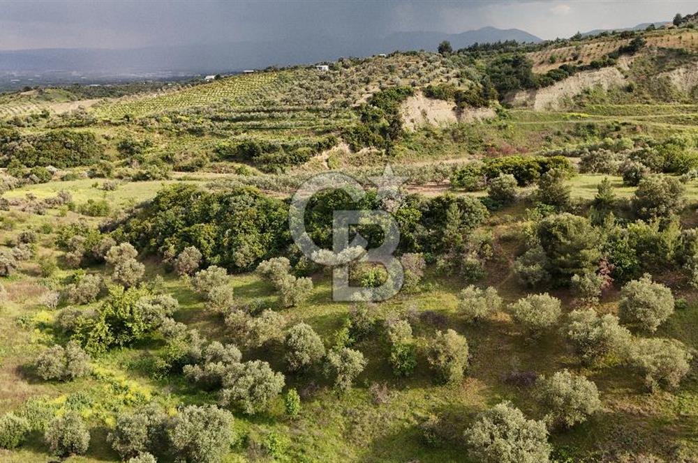 *Manisa Şehzadeler Sancaklıkayadibinde Fırsat Zeytinli Tarla*
