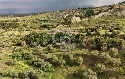 *Manisa Şehzadeler Sancaklıkayadibinde Fırsat Zeytinli Tarla*