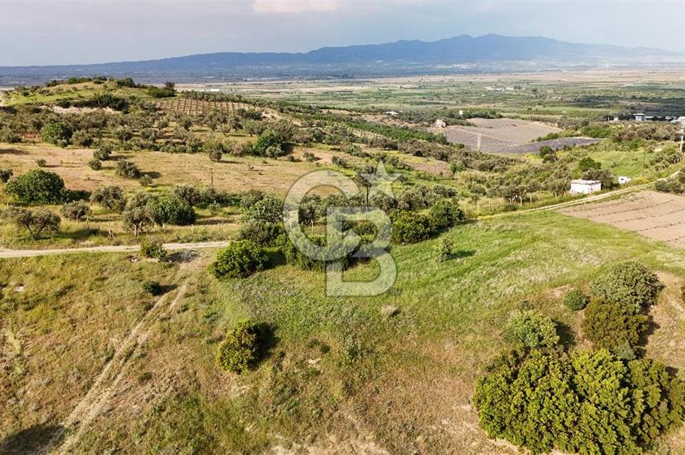 *Manisa Şehzadeler Sancaklıkayadibinde Fırsat Zeytinli Tarla*