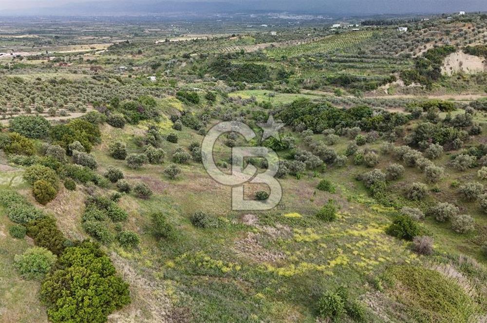 *Manisa Şehzadeler Sancaklıkayadibinde Fırsat Zeytinli Tarla*