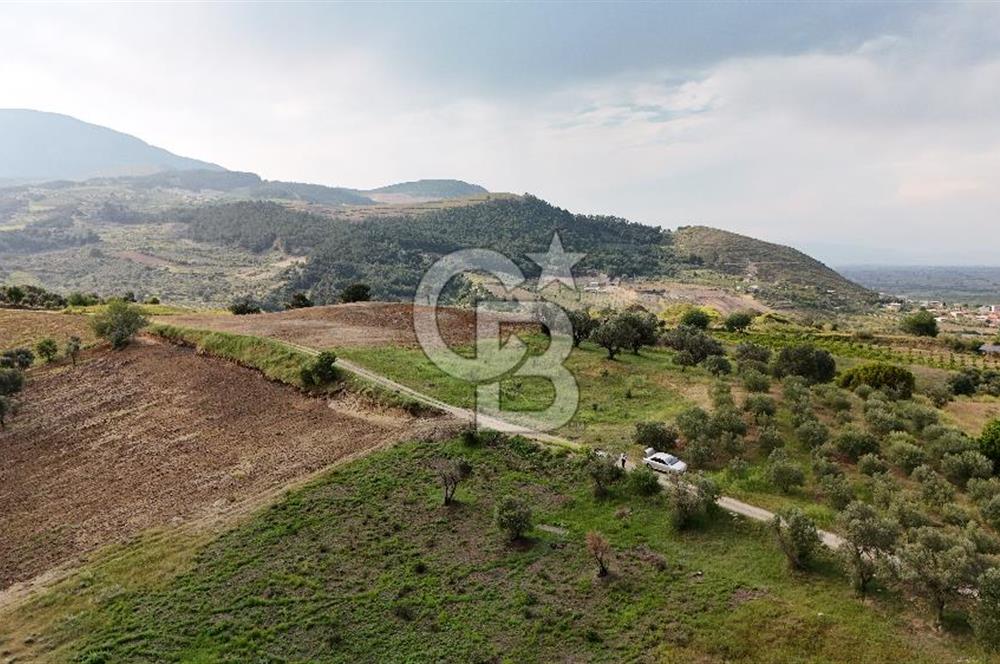 *Manisa Şehzadeler Sancaklıkayadibinde Fırsat Zeytinli Tarla*