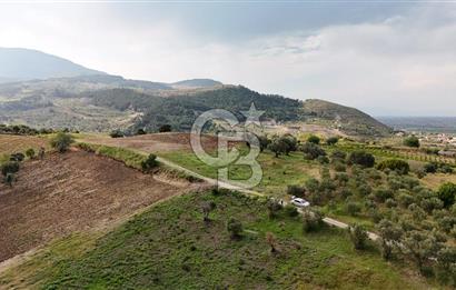 *Manisa Şehzadeler Sancaklıkayadibinde Fırsat Zeytinli Tarla*