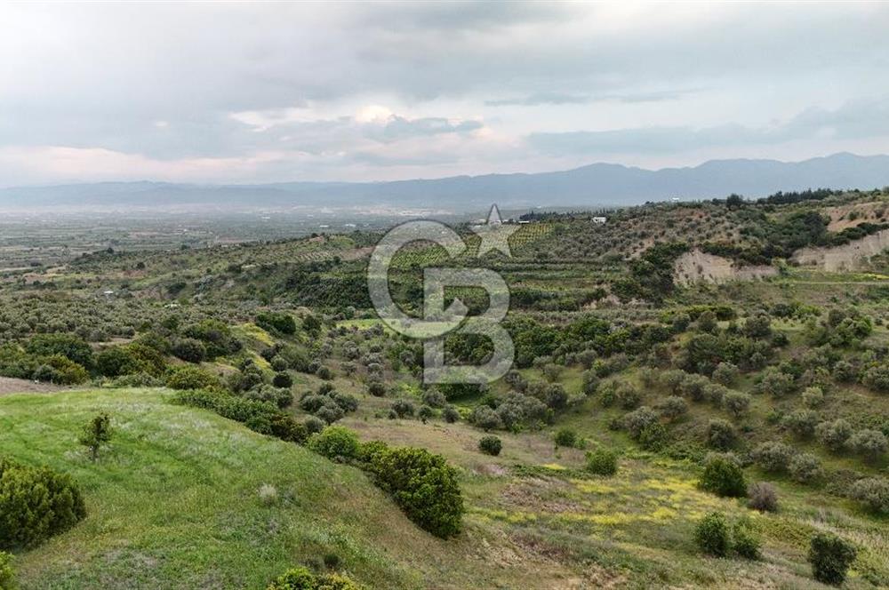 *Manisa Şehzadeler Sancaklıkayadibinde Fırsat Zeytinli Tarla*
