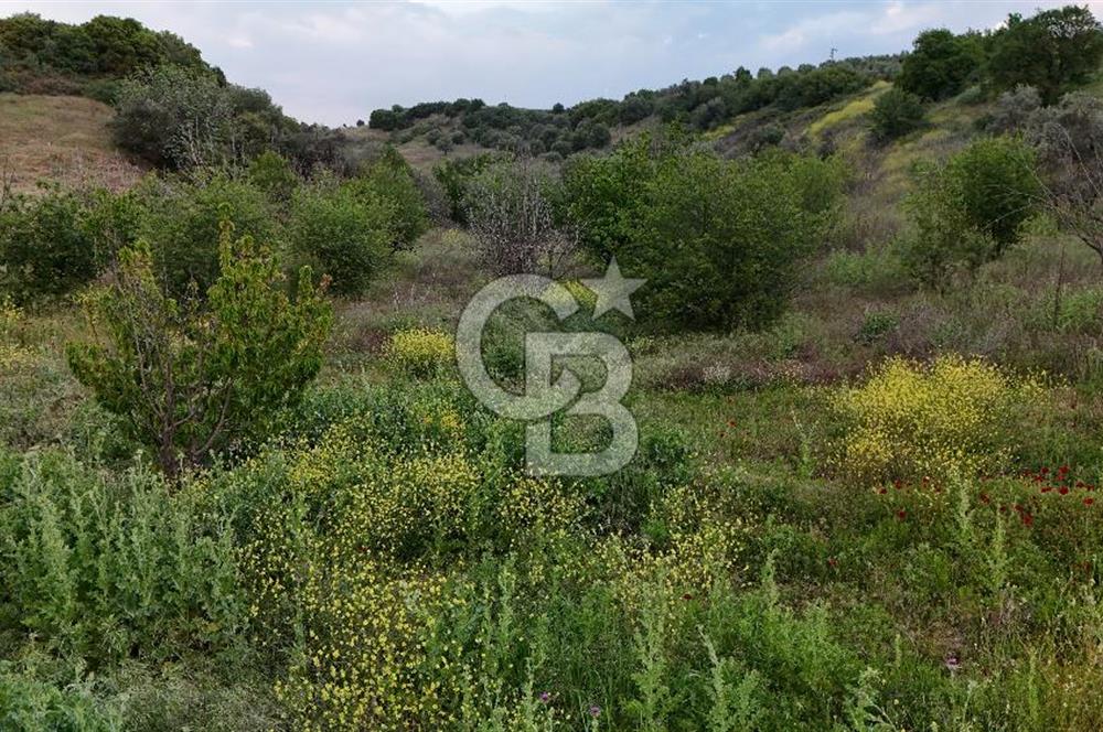 *Manisa Şehzadeler Sancaklıkayadibinde Fırsat Zeytinli Tarla*