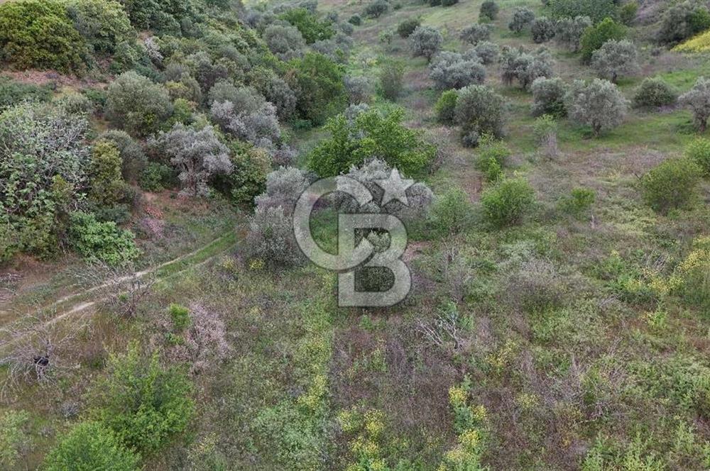 *Manisa Şehzadeler Sancaklıkayadibinde Fırsat Zeytinli Tarla*