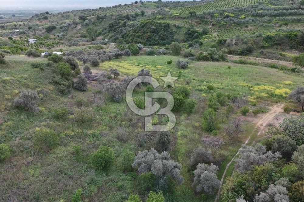 *Manisa Şehzadeler Sancaklıkayadibinde Fırsat Zeytinli Tarla*