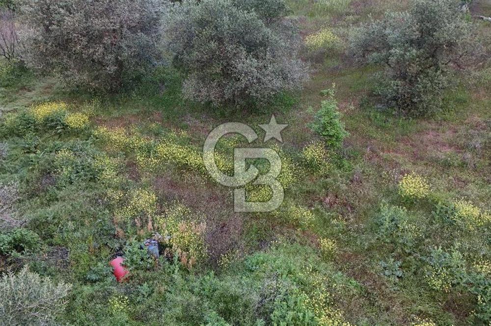 *Manisa Şehzadeler Sancaklıkayadibinde Fırsat Zeytinli Tarla*