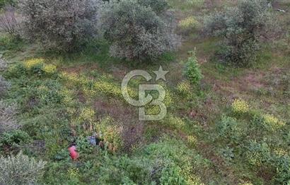 *Manisa Şehzadeler Sancaklıkayadibinde Fırsat Zeytinli Tarla*