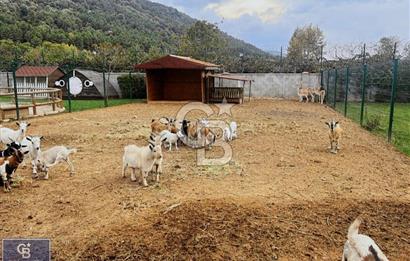 YALOVA ÇINARCIK'TA SATILIK ÇİFTLİK