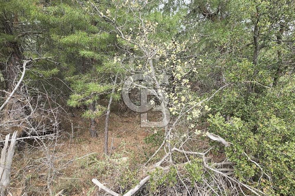 BERGAMA - KOYUNELİ TEK TAPU 3037 M2 SATILIK ZEYTİNLİK