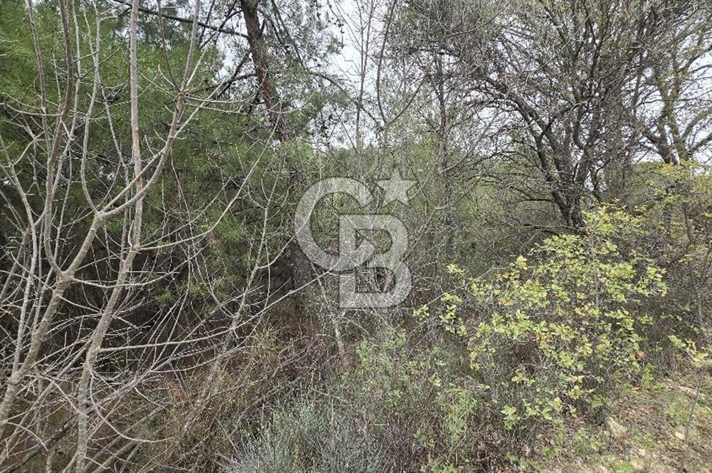 BERGAMA - KOYUNELİ TEK TAPU 3037 M2 SATILIK ZEYTİNLİK