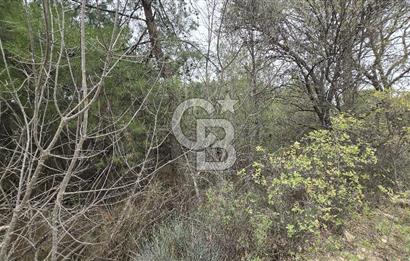 BERGAMA - KOYUNELİ TEK TAPU 3037 M2 SATILIK ZEYTİNLİK