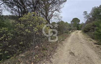 BERGAMA - KOYUNELİ TEK TAPU 3037 M2 SATILIK ZEYTİNLİK