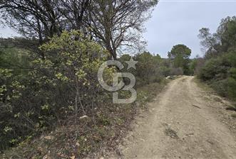 BERGAMA - KOYUNELİ TEK TAPU 3037 M2 SATILIK ZEYTİNLİK