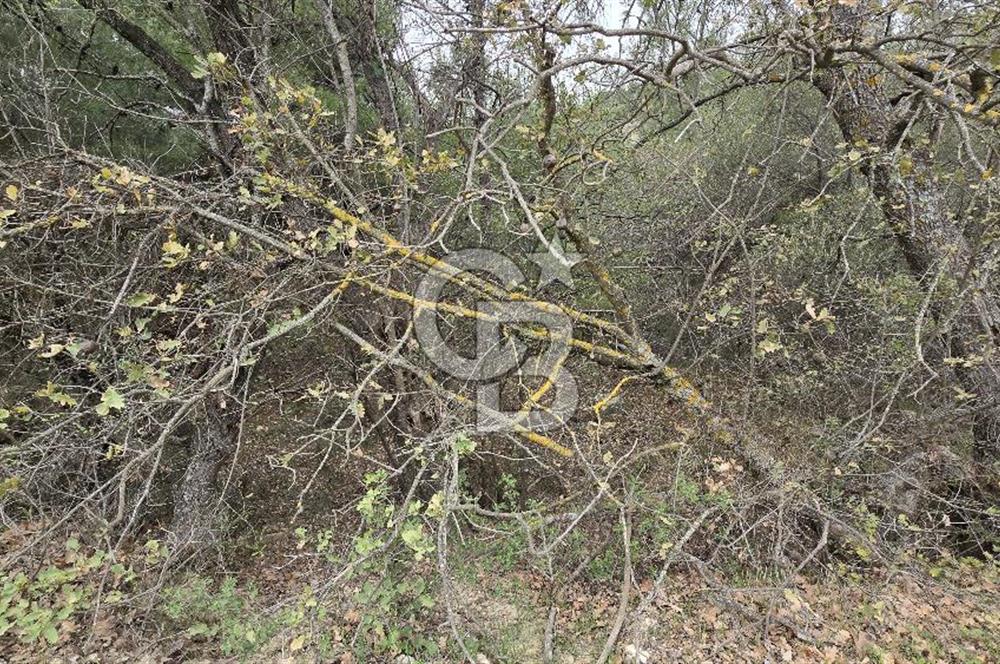 BERGAMA - KOYUNELİ TEK TAPU 3037 M2 SATILIK ZEYTİNLİK