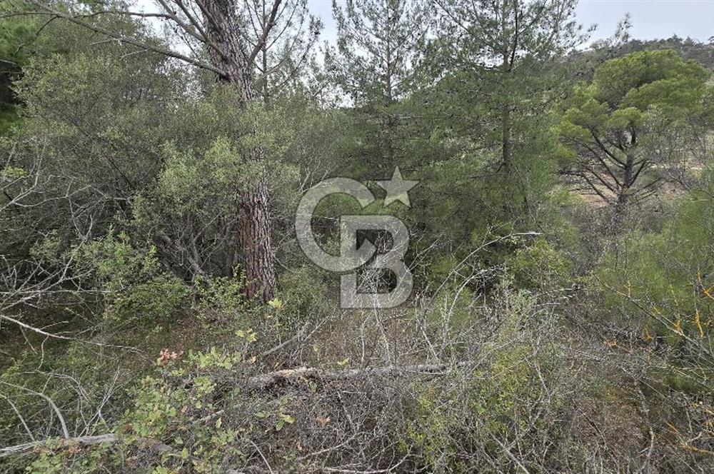 BERGAMA - KOYUNELİ TEK TAPU 3037 M2 SATILIK ZEYTİNLİK