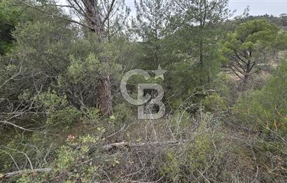 BERGAMA - KOYUNELİ TEK TAPU 3037 M2 SATILIK ZEYTİNLİK