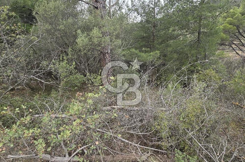 BERGAMA - KOYUNELİ TEK TAPU 3037 M2 SATILIK ZEYTİNLİK