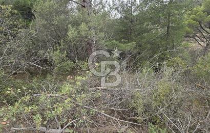 BERGAMA - KOYUNELİ TEK TAPU 3037 M2 SATILIK ZEYTİNLİK