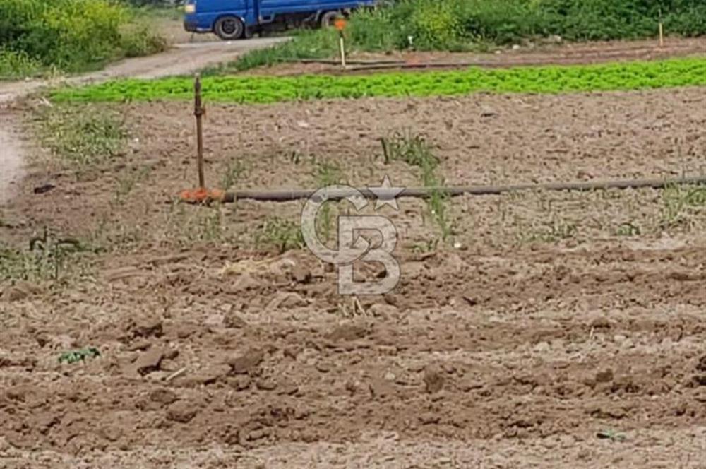 SAKARYAYA 5 KM! ERENLER BÜYÜKESENCE'DE YATIRIMLIK TARLA FIRSATI