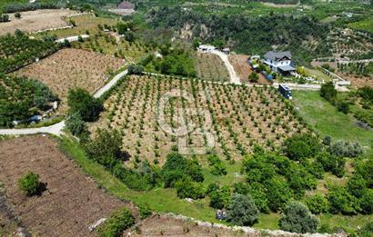 Mersin Yenişehir Uzunkaş Satılık Bahçe