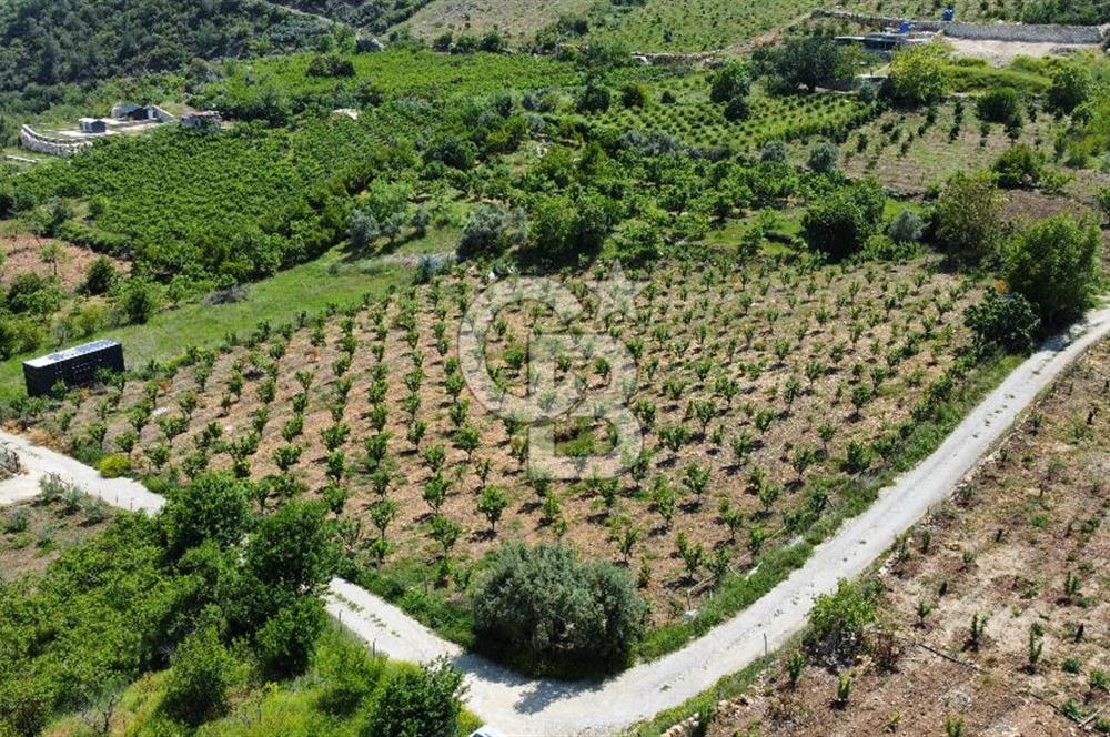 Mersin Yenişehir Uzunkaş Satılık Bahçe