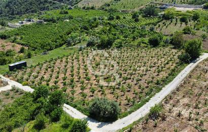 Mersin Yenişehir Uzunkaş Satılık Bahçe
