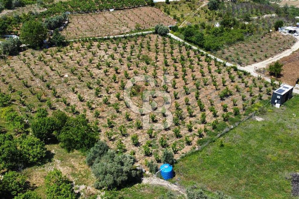 Mersin Yenişehir Uzunkaş Satılık Bahçe