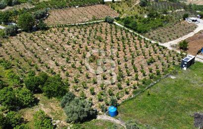 Mersin Yenişehir Uzunkaş Satılık Bahçe