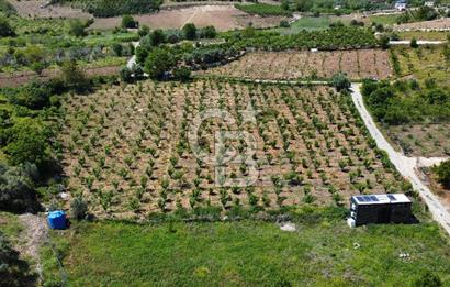 Mersin Yenişehir Uzunkaş Satılık Bahçe