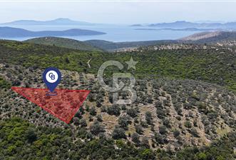 Bodrum Kızılağaç Tek Tapu Satılık Zeytinli Tarla