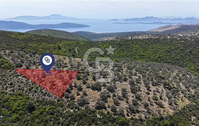 Bodrum Kızılağaç Tek Tapu Satılık Zeytinli Tarla