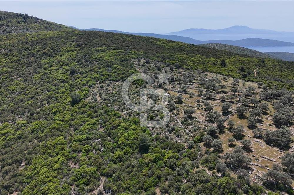 Bodrum Kızılağaç Tek Tapu Satılık Zeytinli Tarla