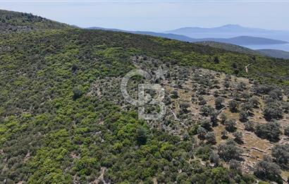 Bodrum Kızılağaç Tek Tapu Satılık Zeytinli Tarla