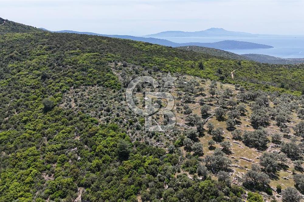 Bodrum Kızılağaç Tek Tapu Satılık Zeytinli Tarla