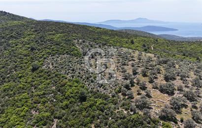 Bodrum Kızılağaç Tek Tapu Satılık Zeytinli Tarla
