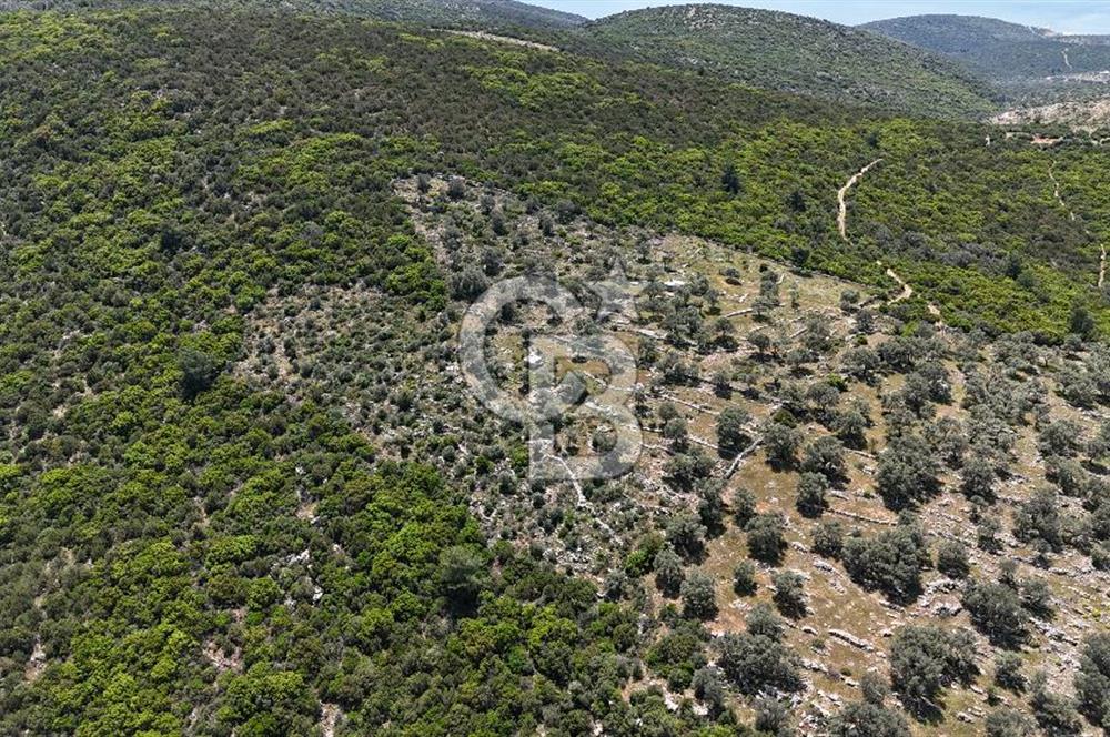 Bodrum Kızılağaç Tek Tapu Satılık Zeytinli Tarla
