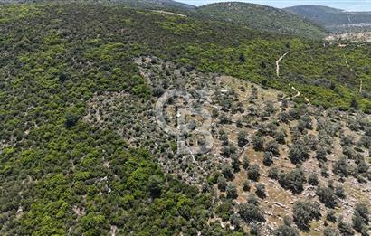 Bodrum Kızılağaç Tek Tapu Satılık Zeytinli Tarla