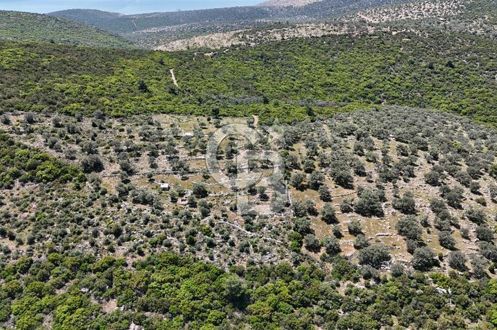 Bodrum Kızılağaç Tek Tapu Satılık Zeytinli Tarla