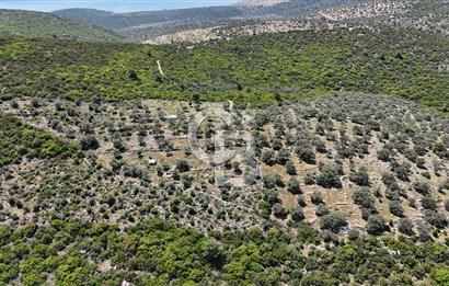 Bodrum Kızılağaç Tek Tapu Satılık Zeytinli Tarla