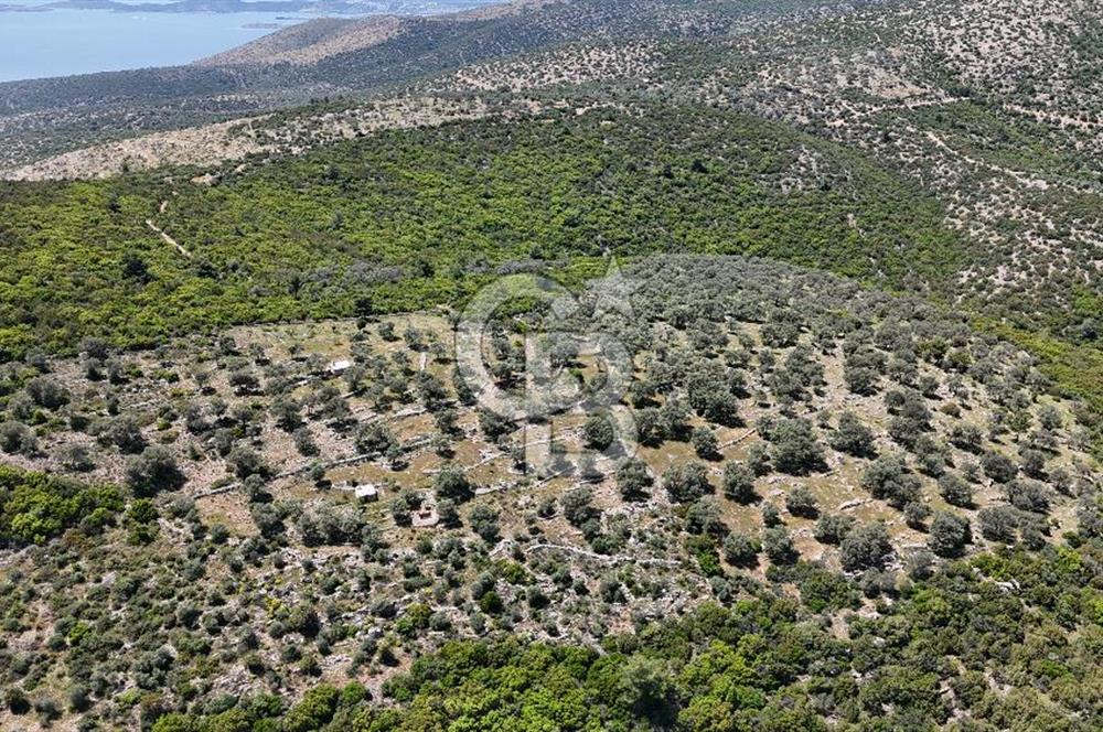 Bodrum Kızılağaç Tek Tapu Satılık Zeytinli Tarla