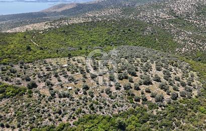 Bodrum Kızılağaç Tek Tapu Satılık Zeytinli Tarla
