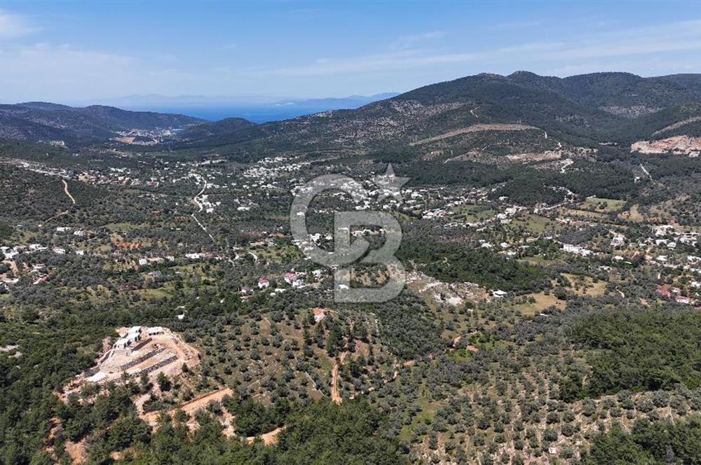 Bodrum Kızılağaç Tek Tapu Satılık Zeytinli Tarla