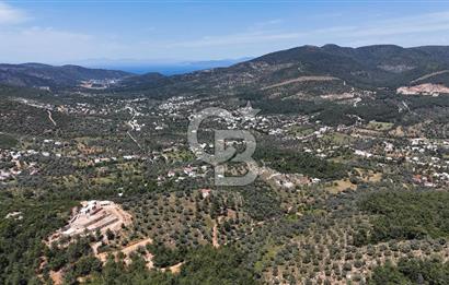 Bodrum Kızılağaç Tek Tapu Satılık Zeytinli Tarla