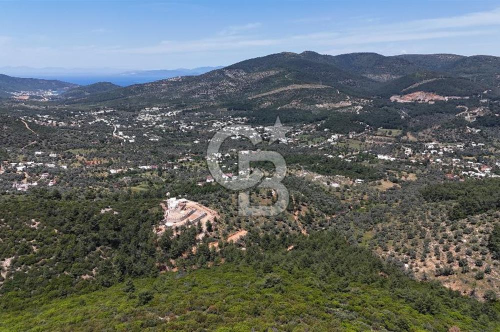 Bodrum Kızılağaç Tek Tapu Satılık Zeytinli Tarla