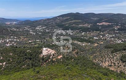 Bodrum Kızılağaç Tek Tapu Satılık Zeytinli Tarla