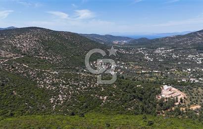 Bodrum Kızılağaç Tek Tapu Satılık Zeytinli Tarla