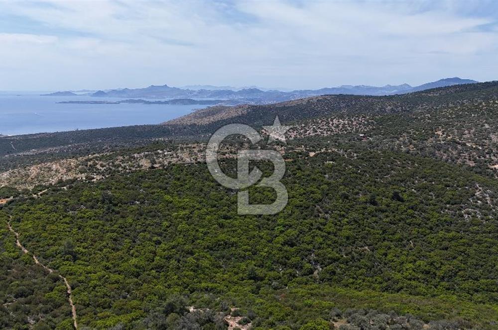 Bodrum Kızılağaç Tek Tapu Satılık Zeytinli Tarla